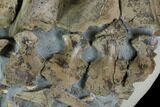 Cluster of Ichthyosaurus Vertebrae & Ribs - Whitby, England #130200-2